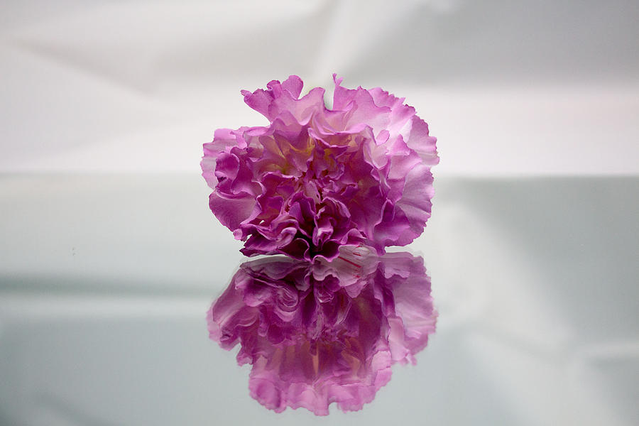 Purple carnation #2 Photograph by Susan Jensen