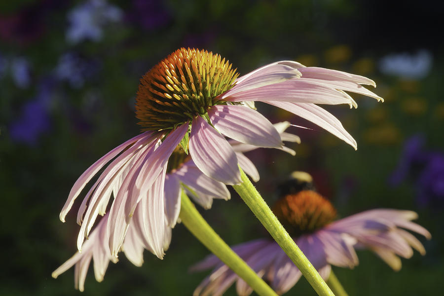 Purple Cone Flower Echinacea #2 Photograph by Keith Webber Jr