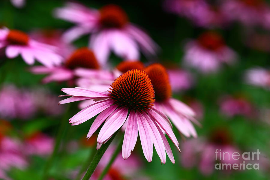 Nature Photograph - Purple Coneflowers #2 by James Brunker