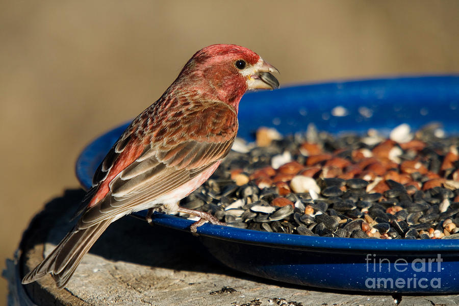 Purple Finch Male #2 Photograph by Linda Freshwaters Arndt