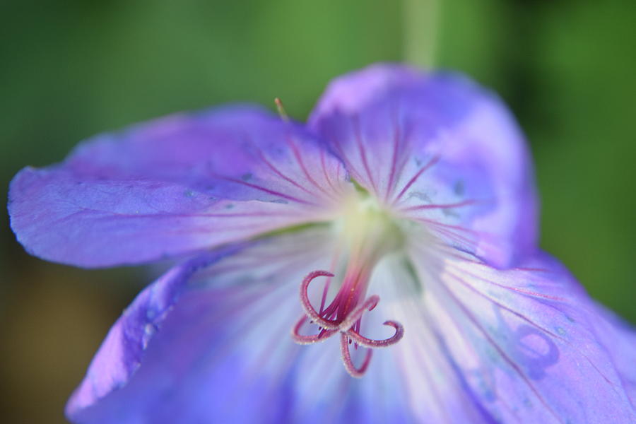 Purple Flower #2 Photograph by Curtis Krusie