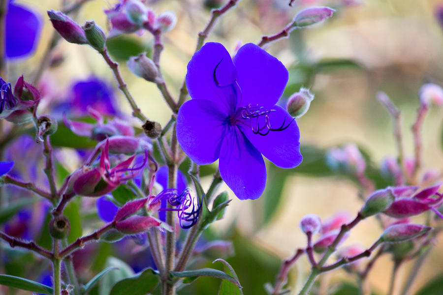 Purple flower #2 Photograph by Susan Jensen