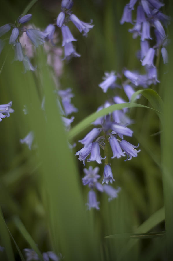 Purple Flowers Photograph