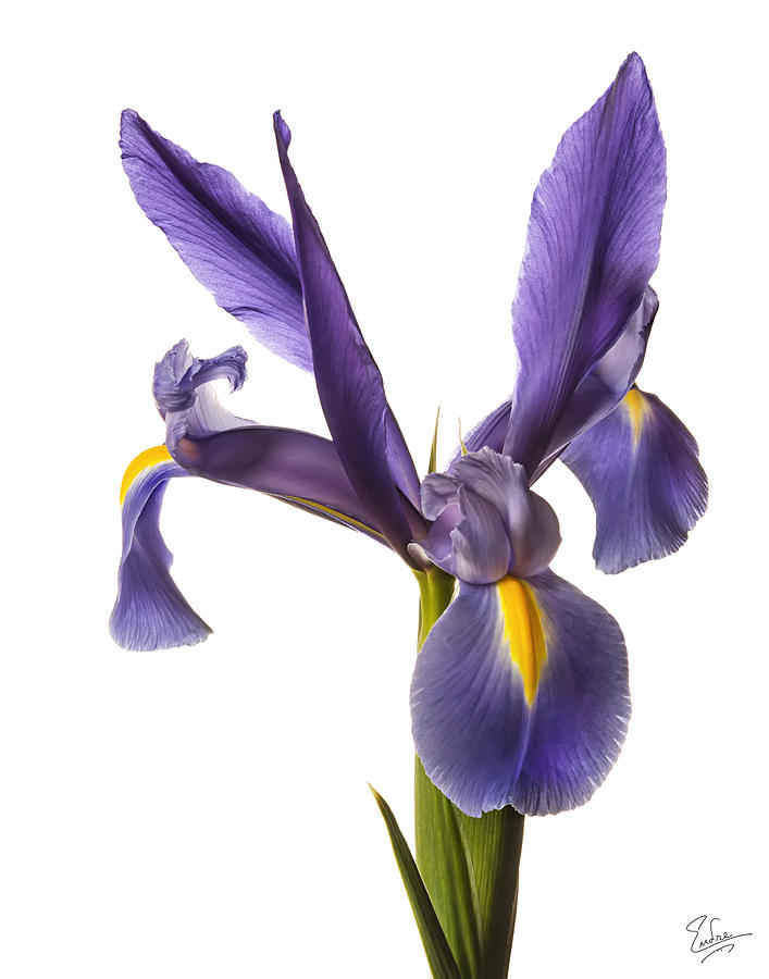 Purple Iris  #2 Photograph by Endre Balogh