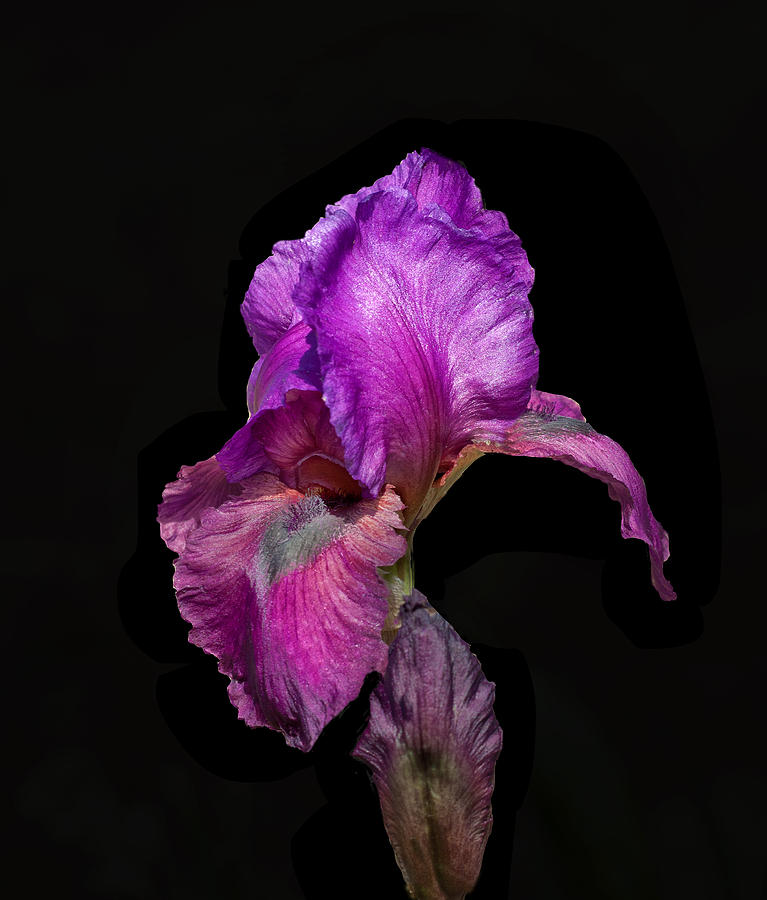 Purple Iris #2 Photograph by Floyd Hopper