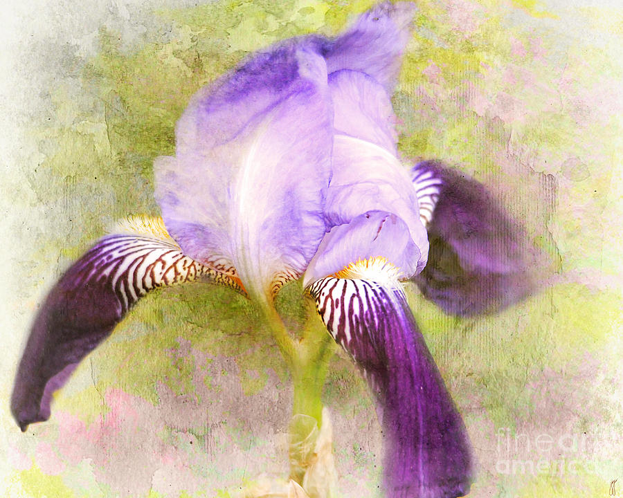 Purple Iris Photograph by Jai Johnson - Fine Art America