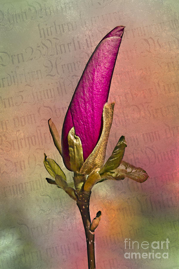 Purple Magnolia #2 Photograph by Heiko Koehrer-Wagner