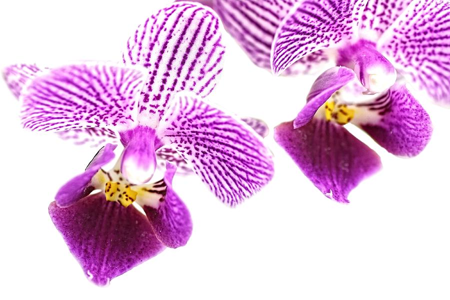 Purple Orchid-5 Photograph by Rudy Umans