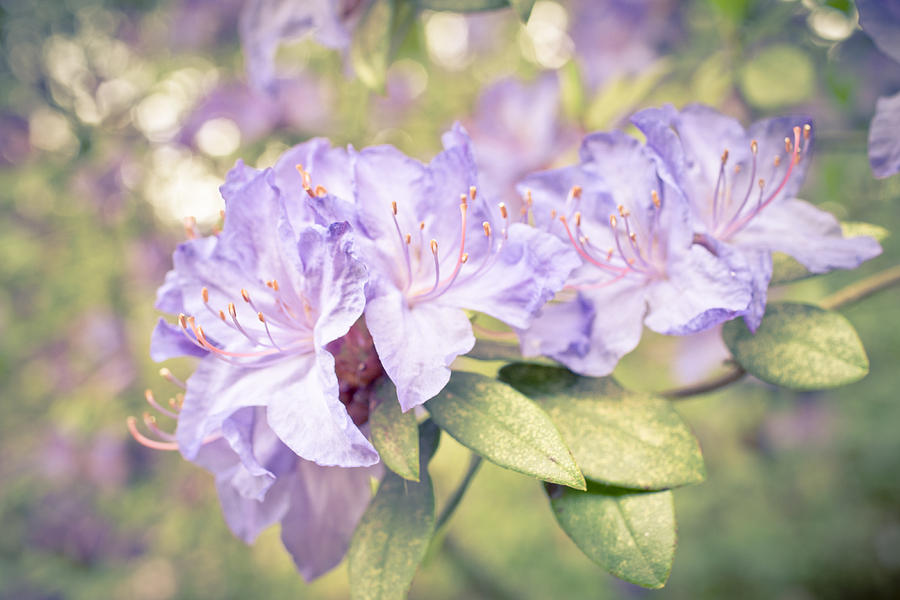 Purple Rhododendron Sparkles #2 Photograph by Priya Ghose
