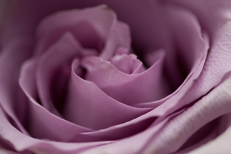 Purple Rose #2 Photograph by Susan Jensen