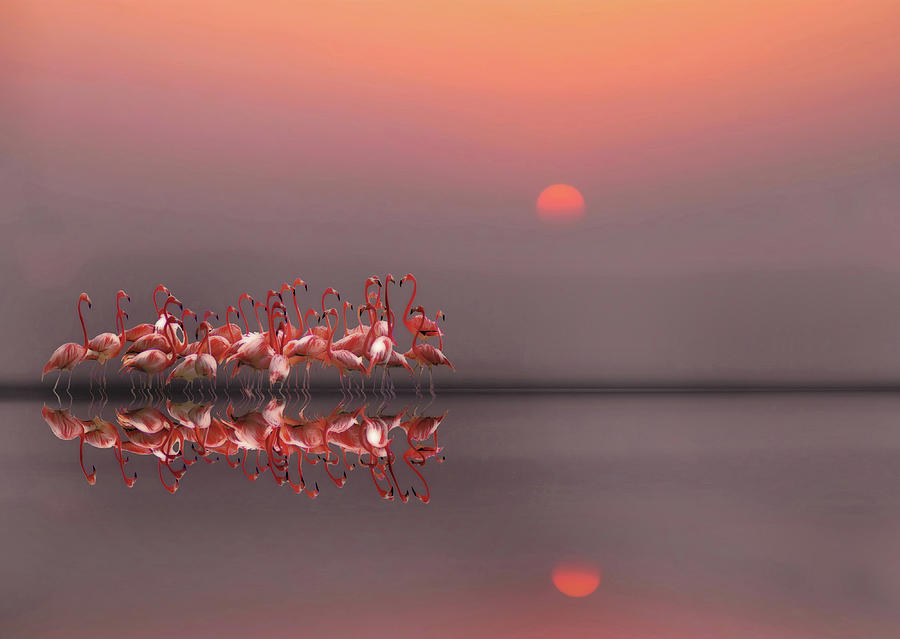 Animal Photograph - Purple Sunset #2 by Anna Cseresnjes