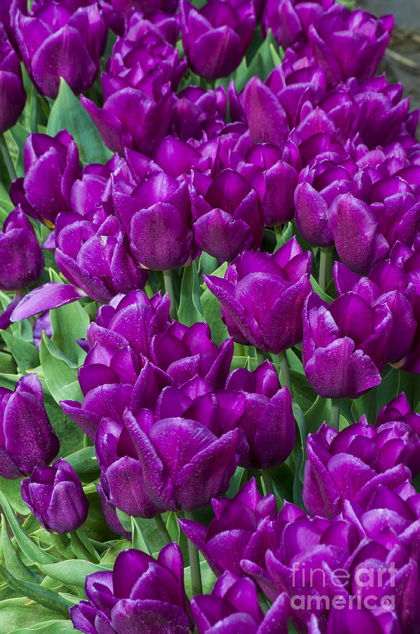 Flowers Still Life Photograph - Purple Tulips #2 by M J