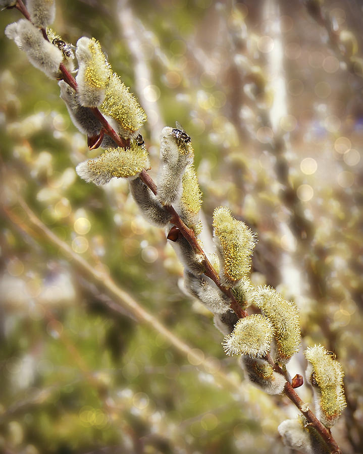 Sunset Photograph - Pussy Willow #2 by Carol Toepke