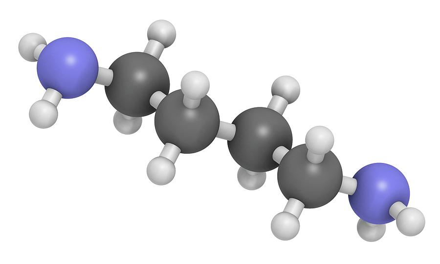 Illustration Photograph - Putrescine Foul Smelling Molecule #2 by Molekuul