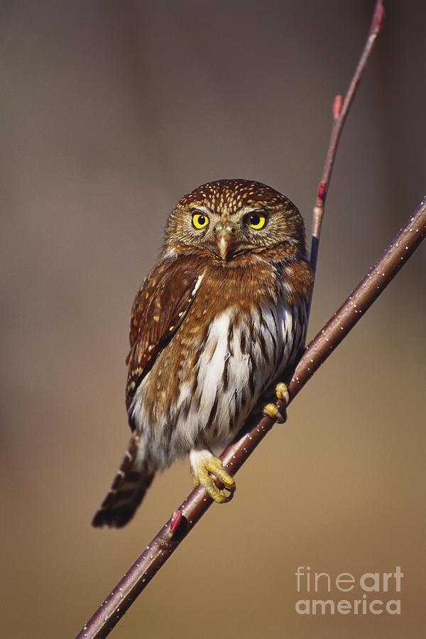 Olympic National Park Photograph - Pygmy Owl #3 by Art Wolfe