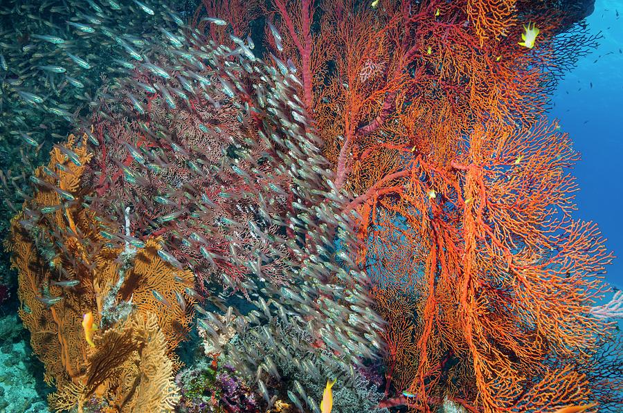 Pygmy Sweepers And Gorgonian Sea Fans #2 Photograph by Georgette Douwma
