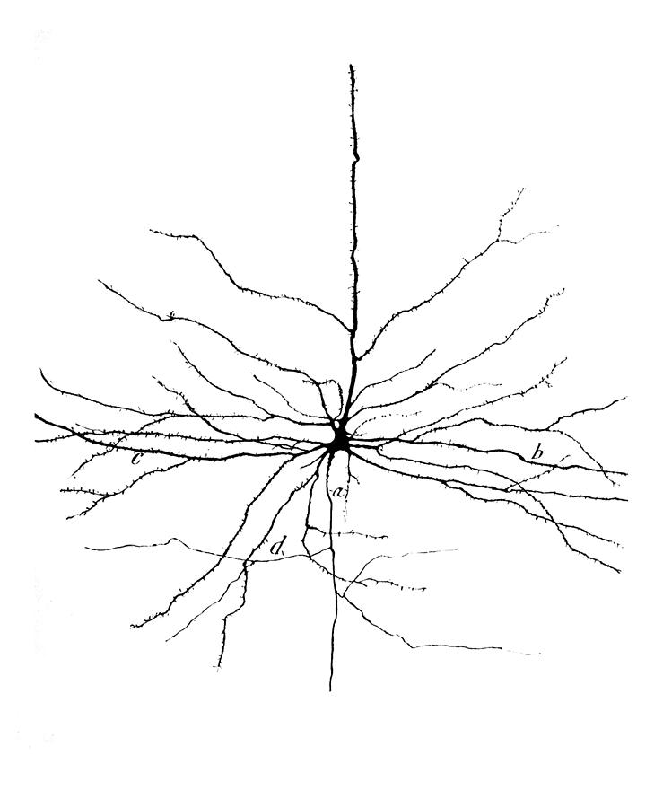 Pyramidal Cell Photograph - Pyramidal Cell In Cerebral Cortex, Cajal #1 by Science Source