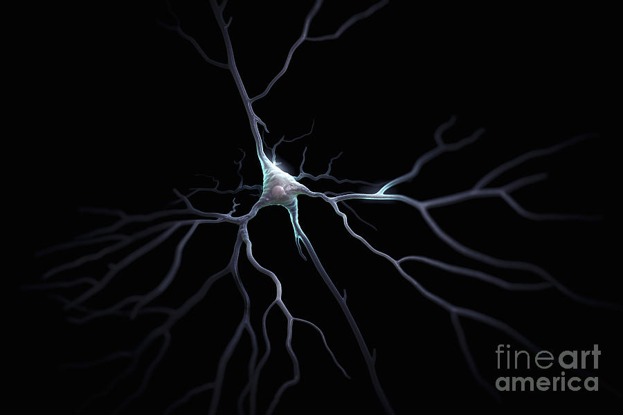 Pyramidal Neuron #2 Photograph by Science Picture Co