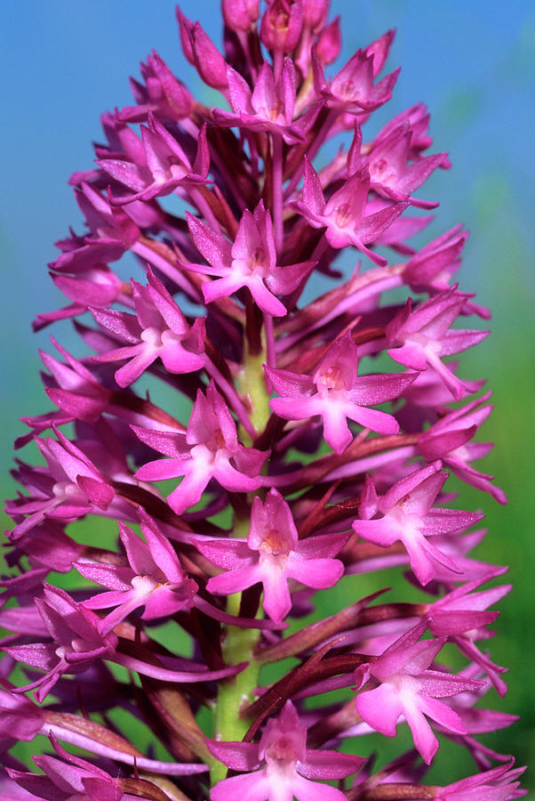 Pyramidal Orchid (anacamptis Pyramidalis) #2 Photograph by Bruno Petriglia/science Photo Library
