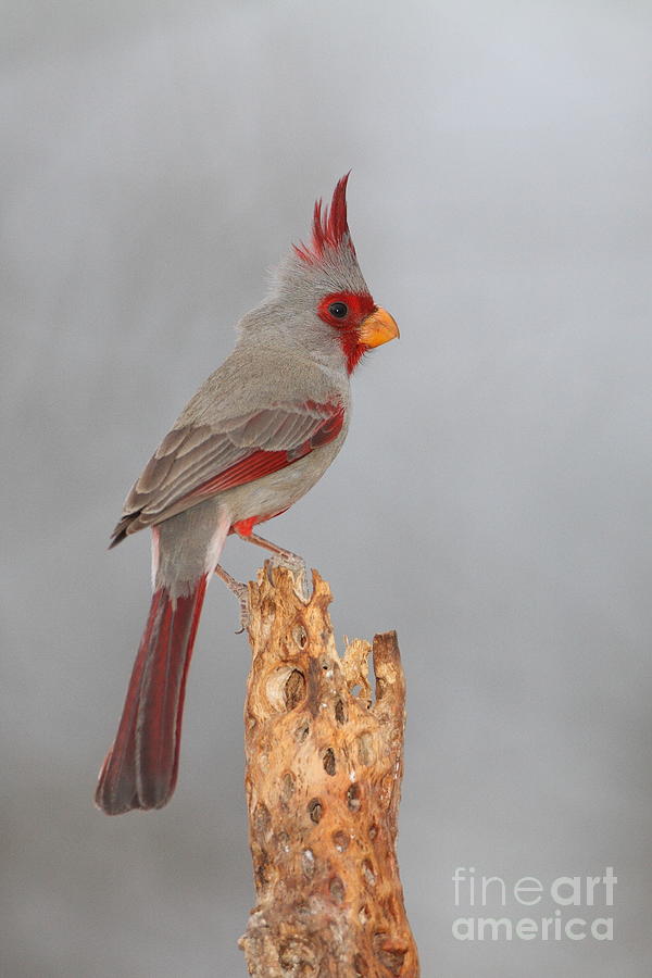 Pyrrhuloxia on top of a branch  Photograph by Bryan Keil