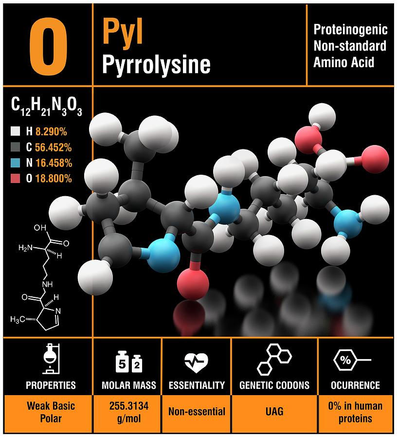 Pyrrolysine Amino Acid Molecule Photograph by Carlos Clarivan/science ...