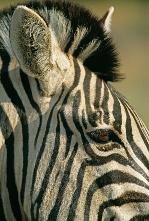 Quagga-like Zebra #2 Photograph by Philippe Psaila/science Photo Library