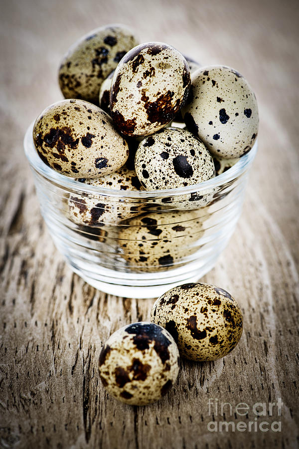 Quail eggs 1 Photograph by Elena Elisseeva