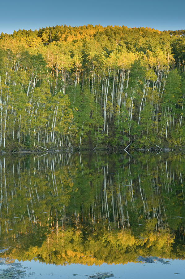 Quaking Aspen (populus Tremuloides Photograph by Howie Garber - Fine ...