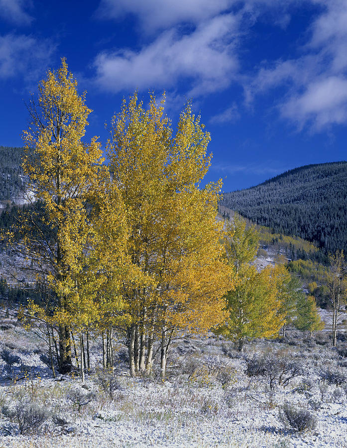 Quaking Aspens #2 Photograph by James Steinberg