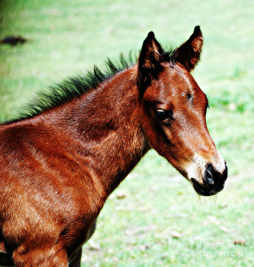 Quarter Horse Foal Photograph by Melissa Ahlers - Pixels