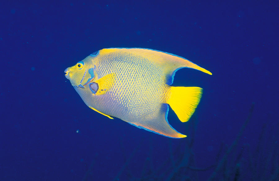 Queen Angelfish #2 Photograph by Charles Angelo