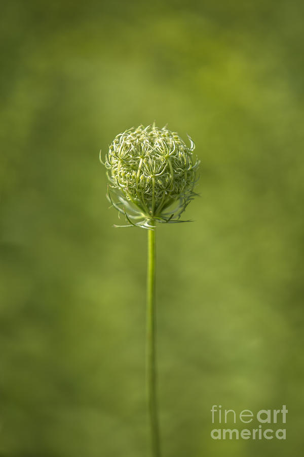 Nature Photograph - Queen Annes Lace #3 by Diane Diederich