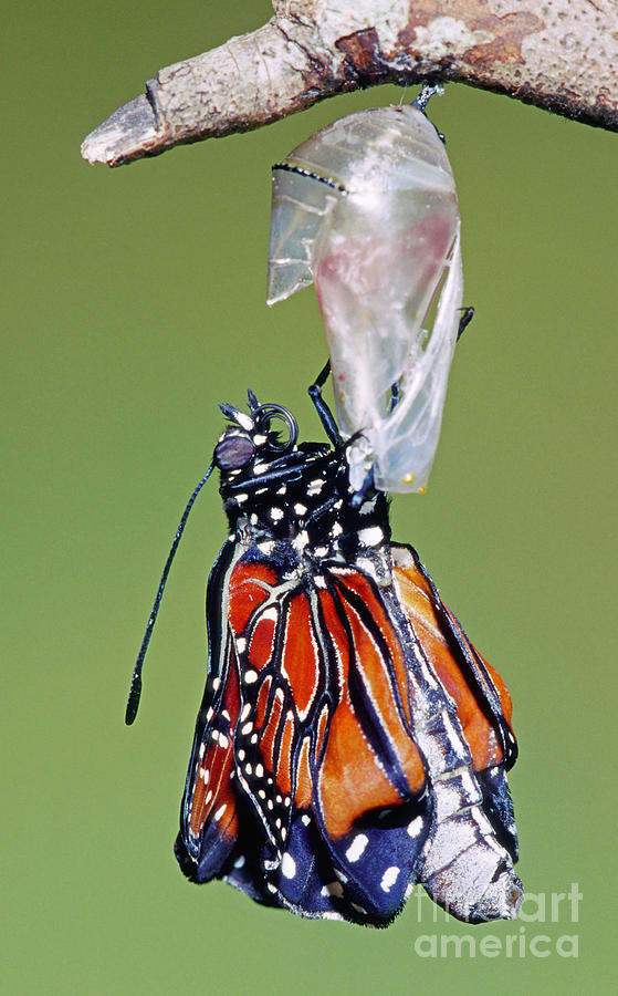 Queen Butterfly #2 Photograph by Millard H. Sharp