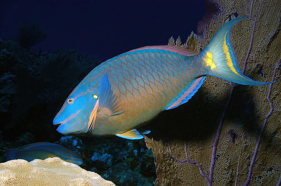 Queen Parrotfish #2 Photograph by Charles Angelo