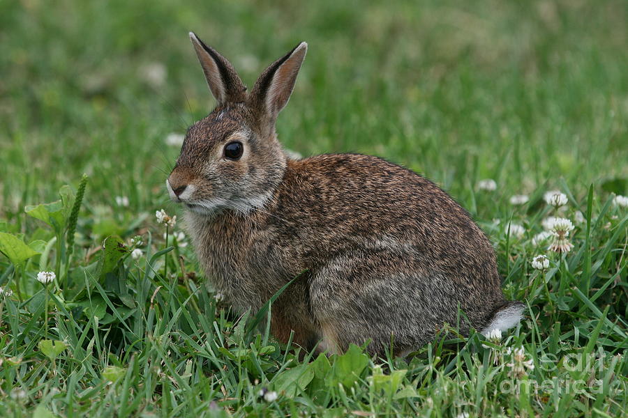 Rabbit Photograph by Ken Keener - Fine Art America