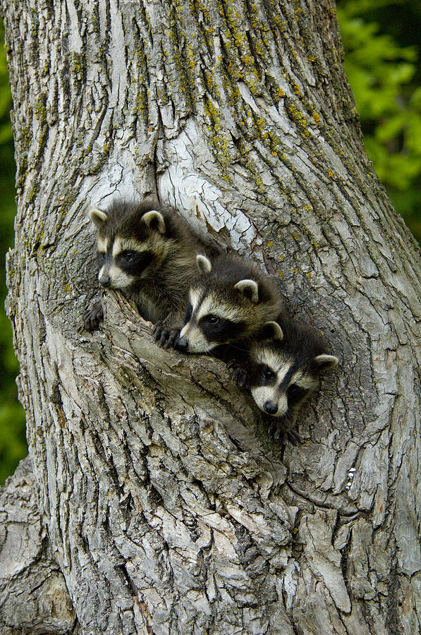 raccoon Procyon Lotor Photograph by Carol Gregory | Fine Art America