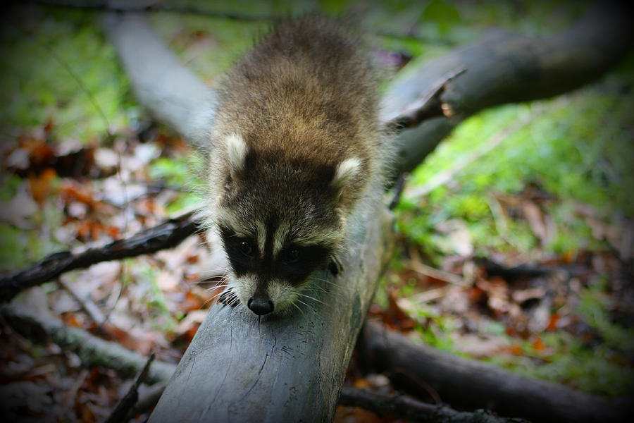 Raccoon #2 Photograph by Amanda Stadther