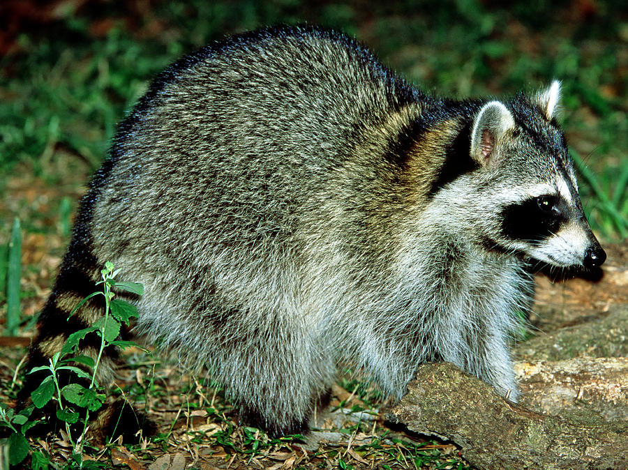 Wildlife Photograph - Raccoon Procyon Lotor #2 by Millard H. Sharp