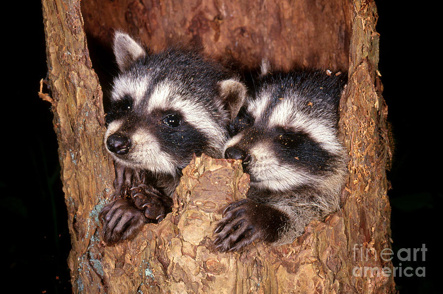 Raccoons #2 Photograph by Art Wolfe