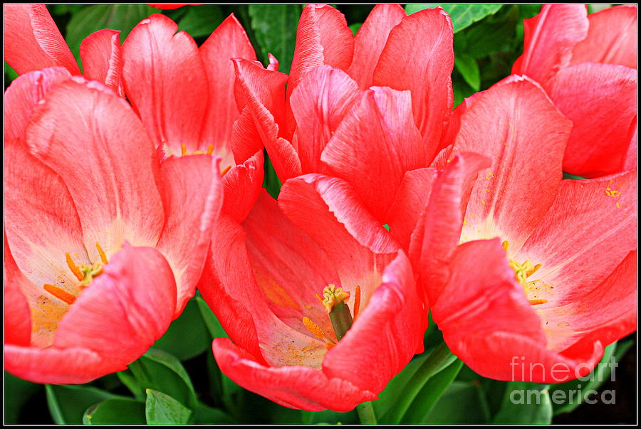 Tulips Radiant in Pink Photograph by Dora Sofia Caputo