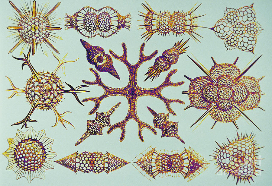 Radiolarians After Ernst Haeckel #2 Photograph by Scott Camazine