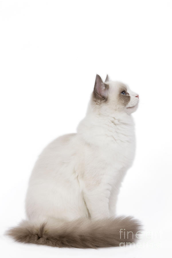 Ragdoll Cat #2 Photograph by Jean-Michel Labat