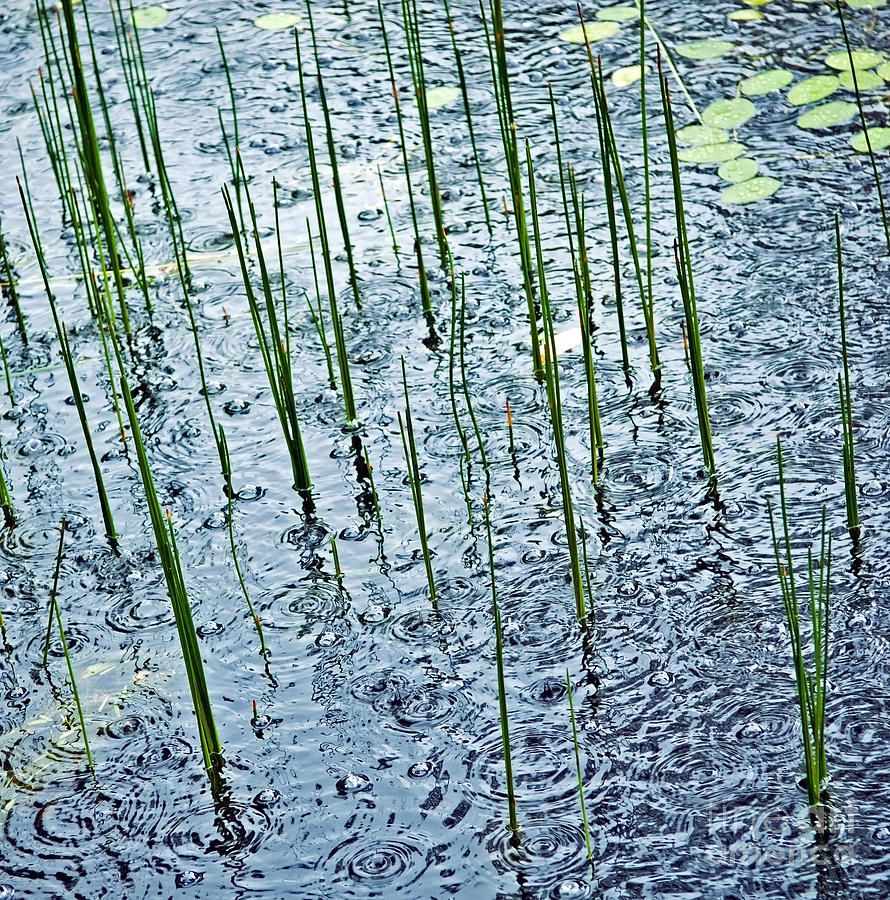 Rain On Pond Photograph