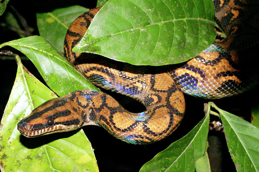 Rainbow Boa #2 Photograph by Dr Morley Read/science Photo Library