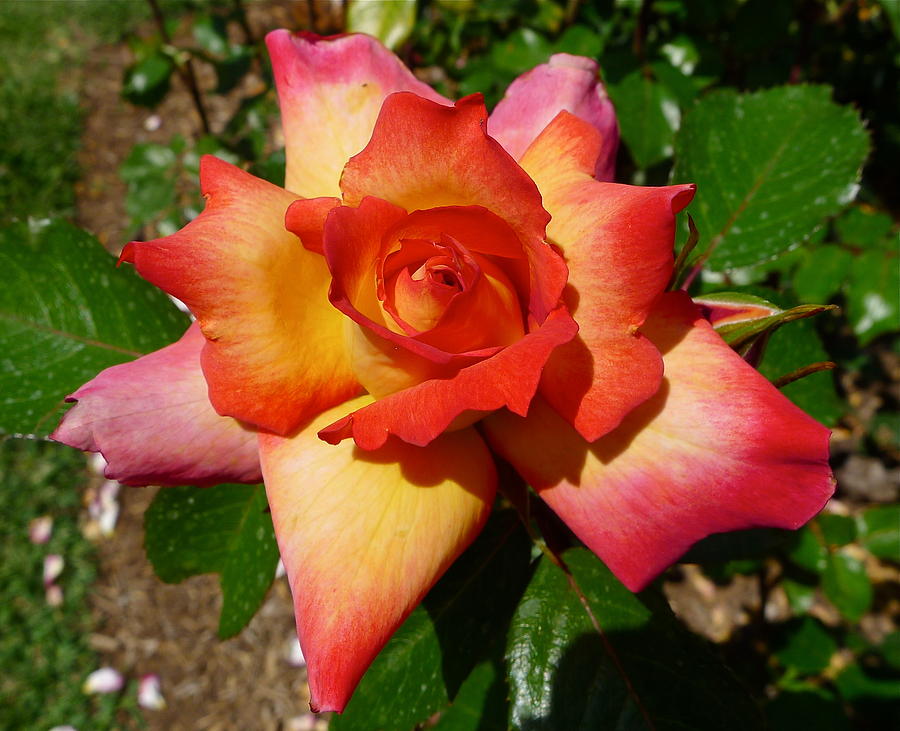 Rainbow Sorbet Rose Photograph by Denise Mazzocco