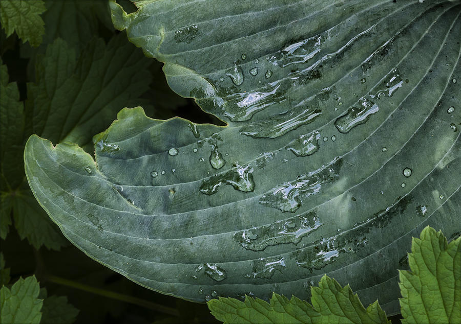 Raindrops and Leaf #2 Photograph by Robert Ullmann