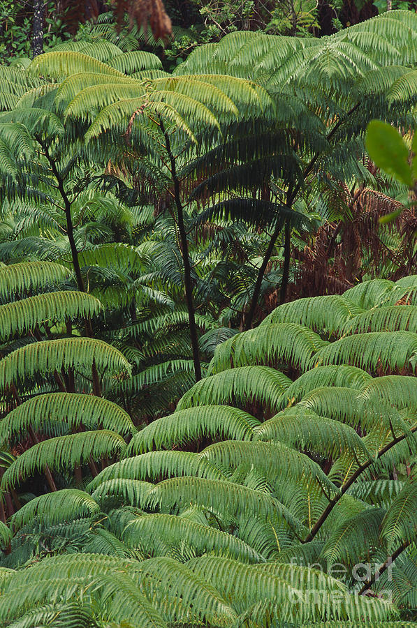 Rainforest #2 Photograph by Art Wolfe