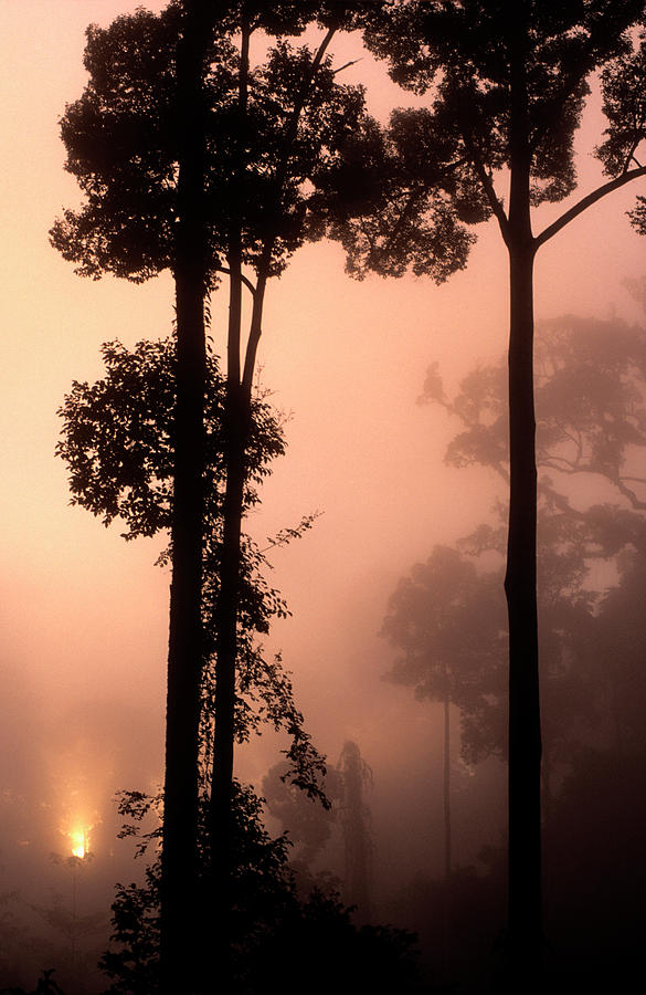 Rainforest At Dawn #2 Photograph by Louise Murray/science Photo Library