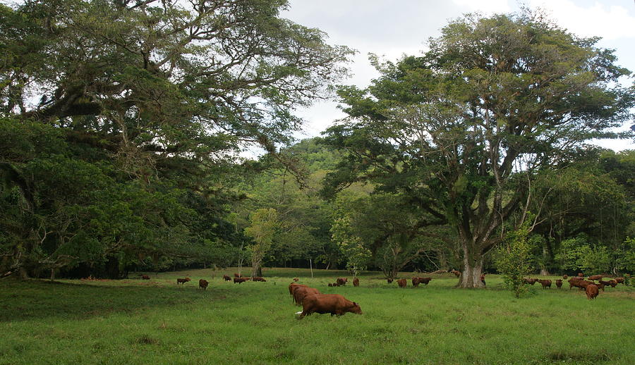Rainforest Photograph - Rainforest at YS river by Olaf Christian Rainforest Photograph - Rainforest at YS river by Olaf Christian