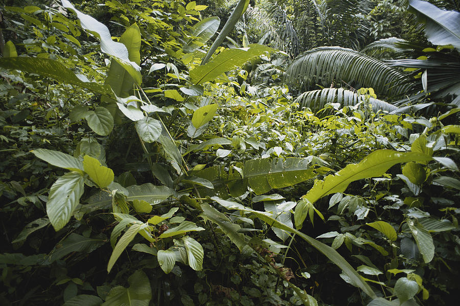 Rainforest In Panama #2 Photograph by Gary Retherford